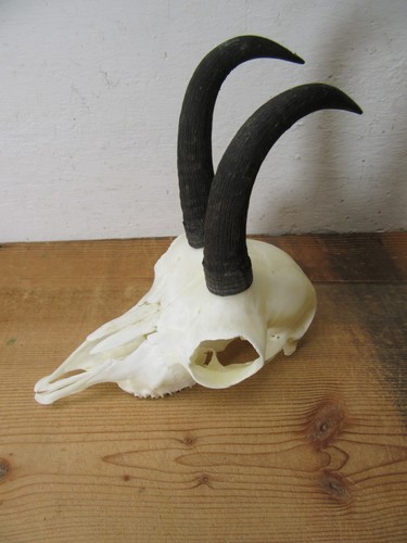 Gams gamsbock gamsjährling - gams,