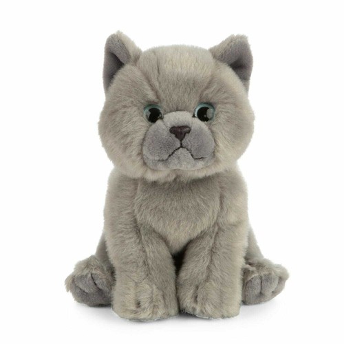 Katze grau british - katze,