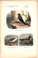 Antike Handkolorierte Lithographie Grafik 19 Jh. Zoologie Vögel