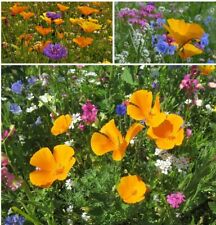 Oase für Nützlinge Schmetterlings Wiese bunte Mischung 1 Portion über 1000 Samen