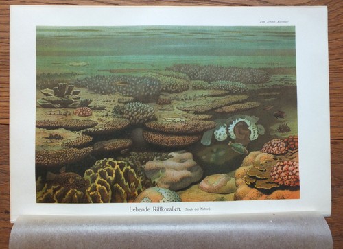 Original chromo lithografie - chromo,