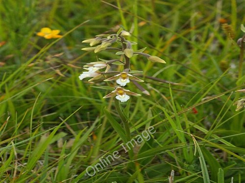 Foto 6x4 sumpf - sumpf, helleborine