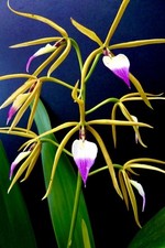 Epidendrum Species ‚Elegant Swan’ NEW Duft Orchidee Orchideen Cattleya