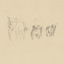 Unbekannt Hunde Studie Skizze Original Zeichnung Bleistift unsigniert um 1930