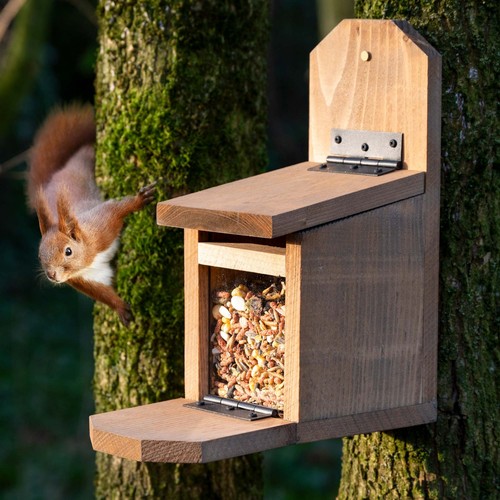 Eichhörnchen futterstation - eichhörnchen,