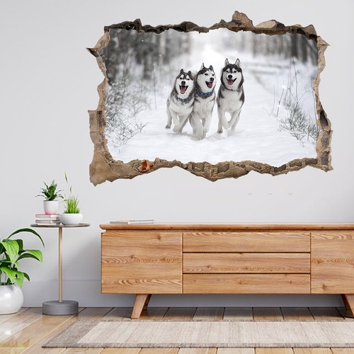 Siberian husky hund läuft - husky, im
