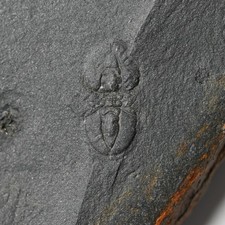Norwegen Kambrium Goniagnostus
