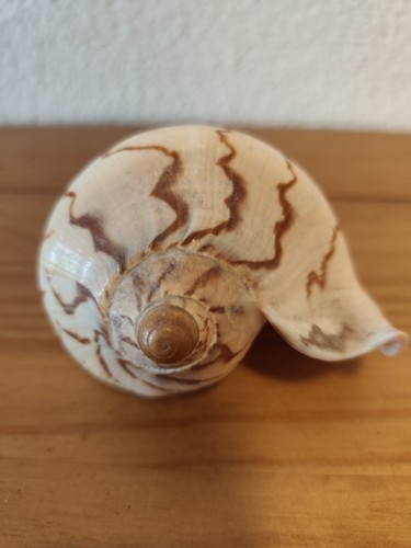 Cymbiola nobilis muschel - -,
