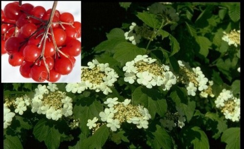 Gemeiner schneeball viburnum - schneeball,