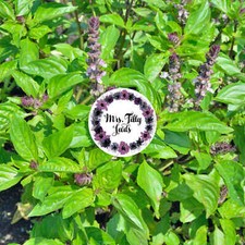 Basilikum 'Queen of Sheba' – aromatisch & exotisch (Blue Spice) | 200+ Samen