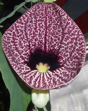 SAMEN GESPENSTERBLUME