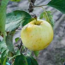 Apfelbaum Weißer Klarapfel -