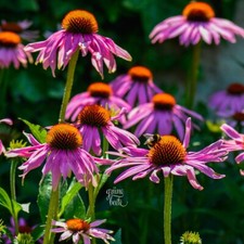 PURPUR-SONNENHUT 200+ Samen