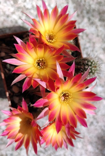 Chamaecereus poseidon cm - poseidon, 7