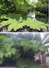 Mammutblatt frosthart winterharte Pflanzen für den Balkon Garten Topf Deko Samen