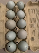 10 ausgeblasene echte Eier Hühnereier ohne Aufdruck Stempel grün sauber