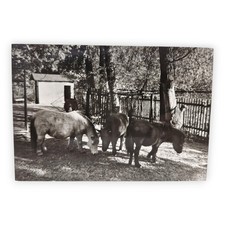 Pony Ansichtskarte AK