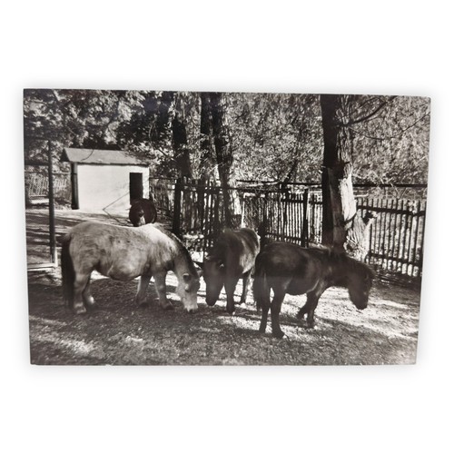 Pony ansichtskarte - pony, ak