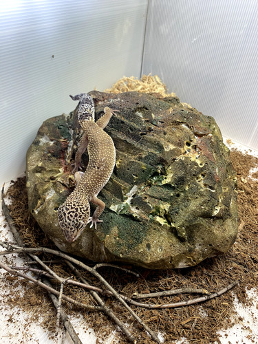 Versteck für leopardgecko - versteck, –