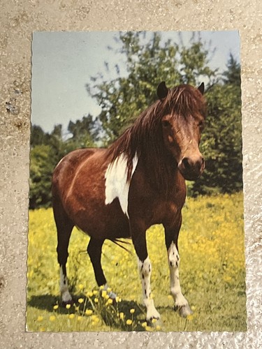 Pferdepostkarte pferde - pferdepostkarte,, ak