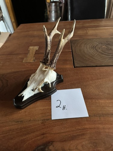 Reh bock rehbock gehörn - reh,