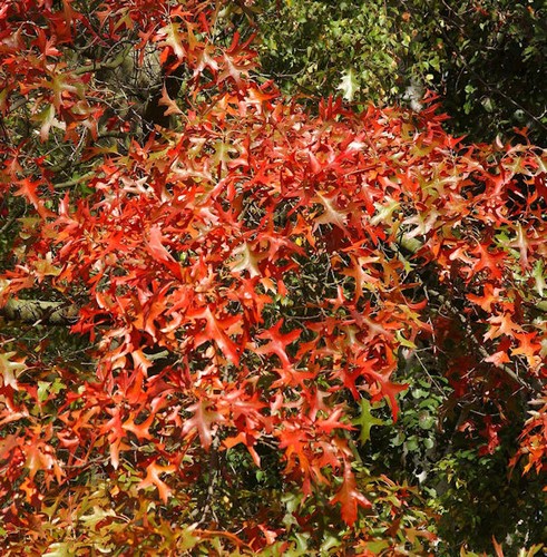 Rot rindige eiche - rot,