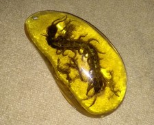 Sammeln Eine Bernstein / Amber Innen enthält Tausendfüßler & Pflanze *5