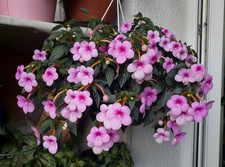 Achimenes (Schiefteller) Peach Blossom 4 Rhizome African Violet,Zimmerpfl.
