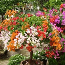 1 Packung Mit 50 Gemischten