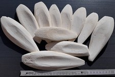 Auswahl große Sepiaschalen /