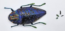 Buprestidae, Polybothris sumptuosa, blue, A2, 37 mm, Madagascar, #BP370