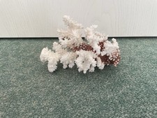 Versteinerte Koralle, Steinkoralle, Deko, 236 Gramm