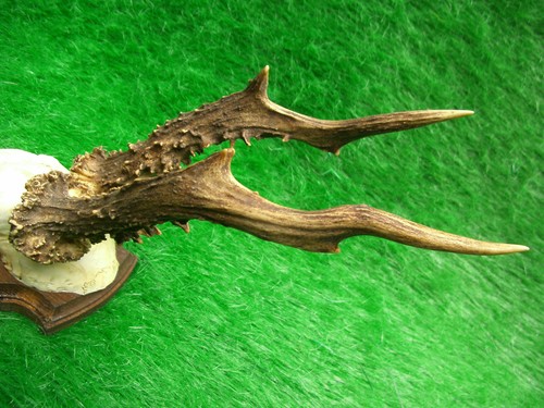 Abnormer alter 6er rehbock - alter,