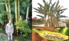 SAMEN zwei Riesen im Garten BAMBUS UND BANANE winterhart frosthart Top Pflanzen