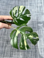 Rhaphidophora Tetrasperma