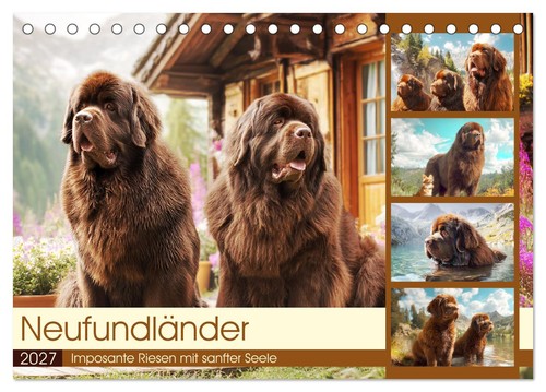 Neufundländer imposante - neufundländer.,