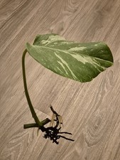 Monstera deliciosa variegata -