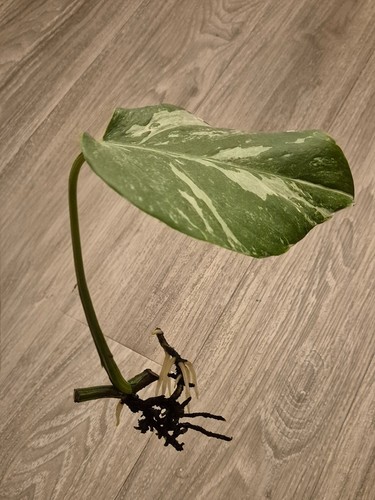 Monstera deliciosa variegata - ,