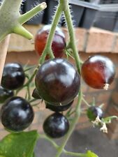Tomaten Samen Königin der Nacht -
