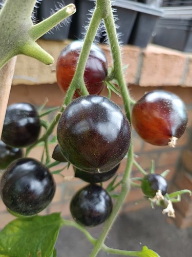Tomaten samen königin der - tomaten,