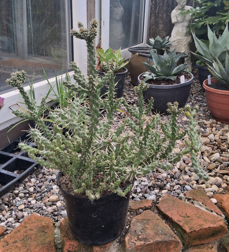 Genau dieser cylindropuntia - genau,