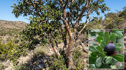 Kakibaum samen diospyros - kakibaum, (diospyros