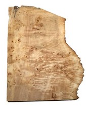 1x Pappel Maser Mapa Baumscheibe 94x56-70cm x 58-61mm