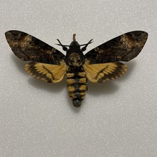 Entomologie*Acherontia atropos