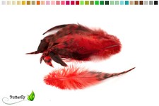 10 Hahnenfedern Chinchilla