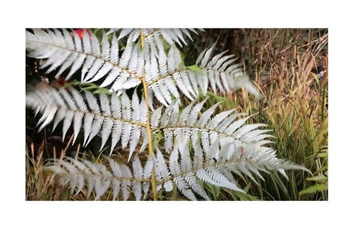 10x cyathea dealbata - 10x,