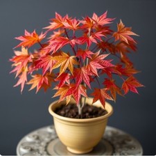 2x winterharte Amber-Bäume schnellwüchsige, exotische Pflanzen für den Garten #