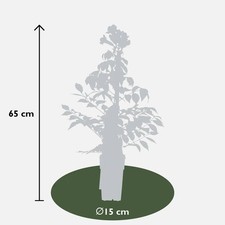 Trompetenblume Campsis Summer