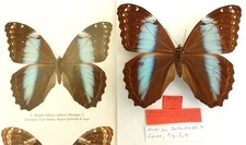 ALLOTYPE MORPHO HELENOR