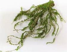 Kletterer als Pflanze